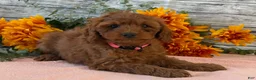 Cavapoo dogs for sale: Echo - Ad 2