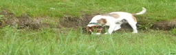 Jack Russell Terrier dogs for sale: Snickers - Ad 5