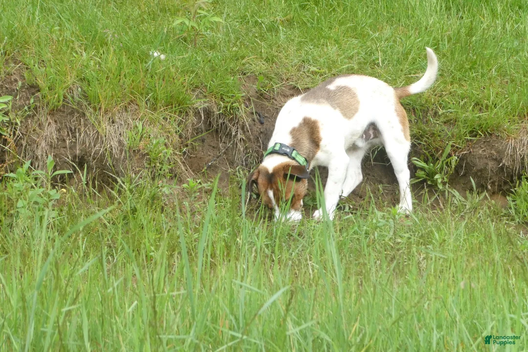 Jack Russell Terrier dogs for sale: Snickers - Ad 5