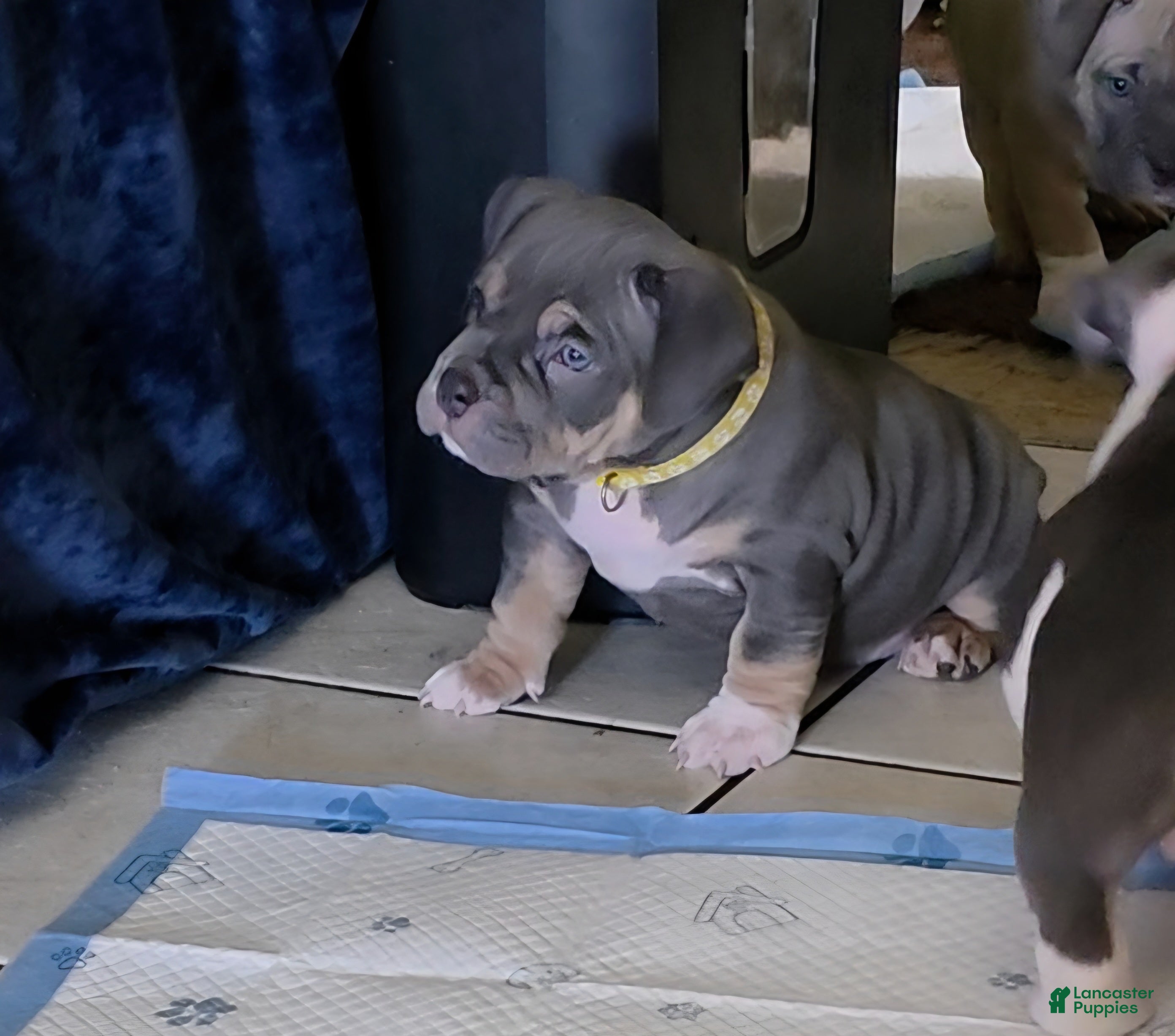 American Bully dogs Freya - Ad 2
