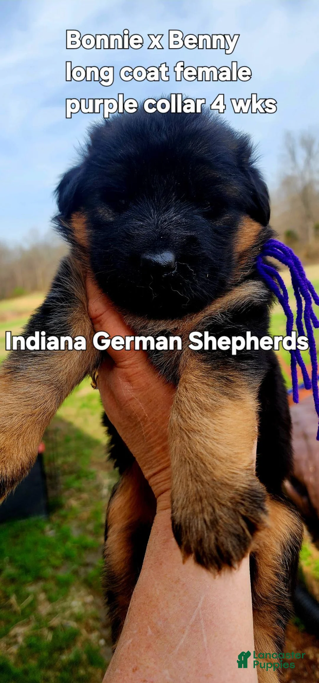 German Shepherd dogs for sale: German Shepherd Puppy red collar - Ad 1