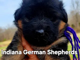 German Shepherd dogs German Shepherd Puppy red collar - Ad 36