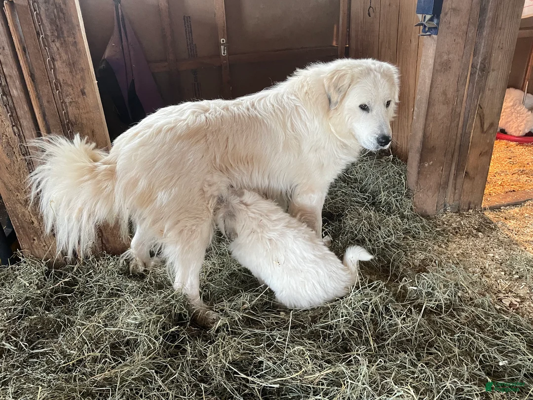 Mixed Breed dogs for sale: Rose - Ad 2