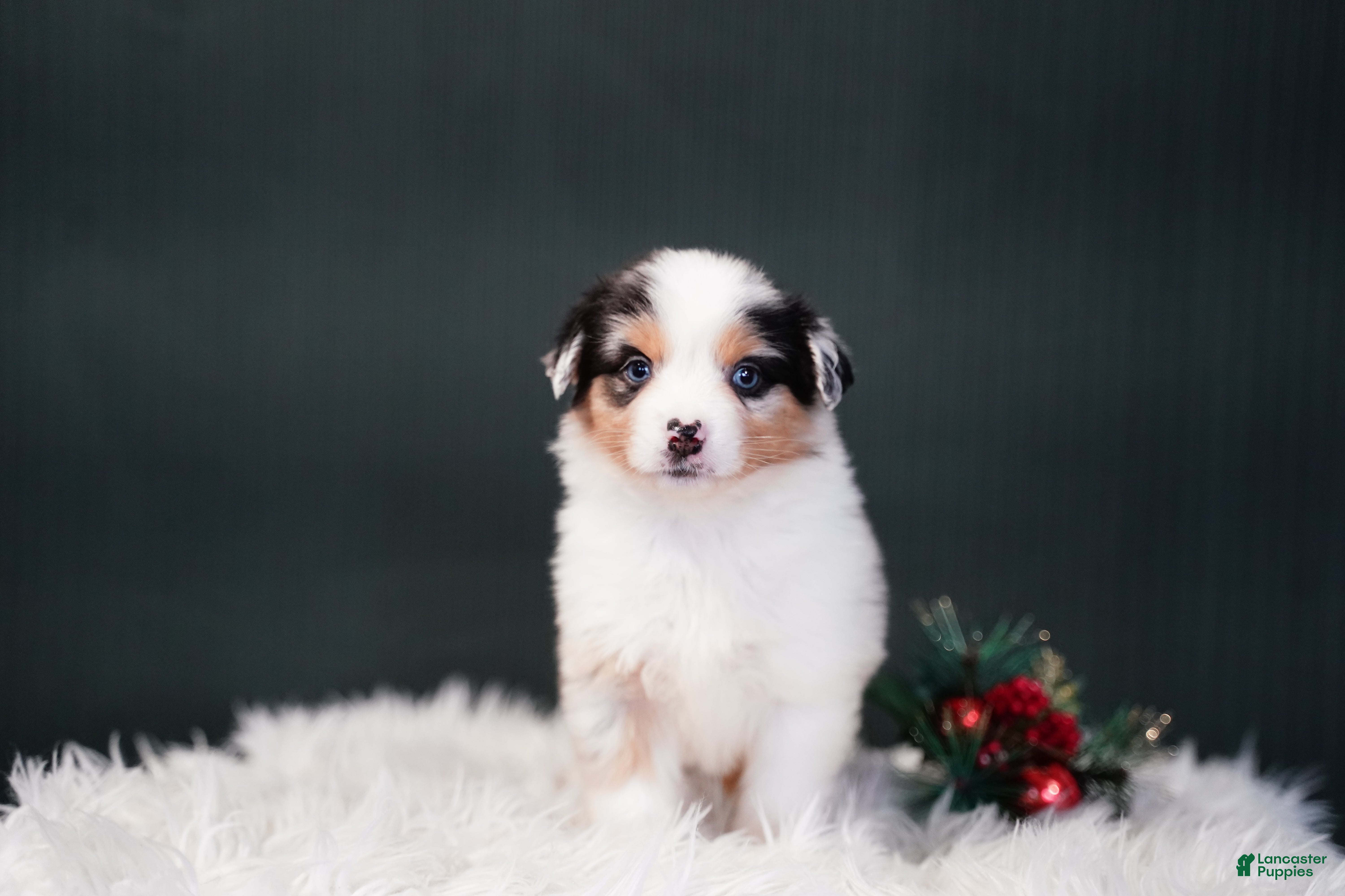 Miniature Australian Shepherd dogs Blake - Ad 2