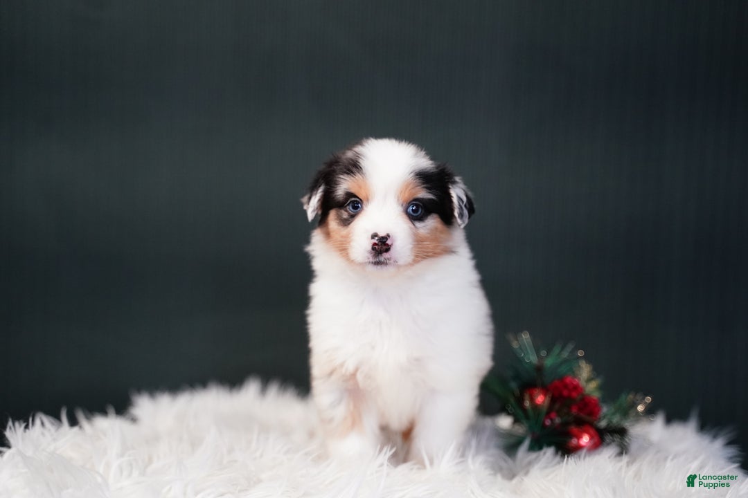 Miniature Australian Shepherd dogs for sale: Blake - Ad 2