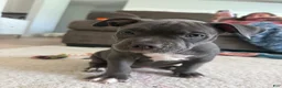 American Bully dogs for sale: Willow - XL American Bully Puppy  - Ad 5