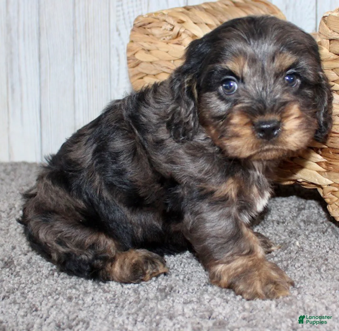 Cockapoo dogs for sale: Snickers - Ad 9