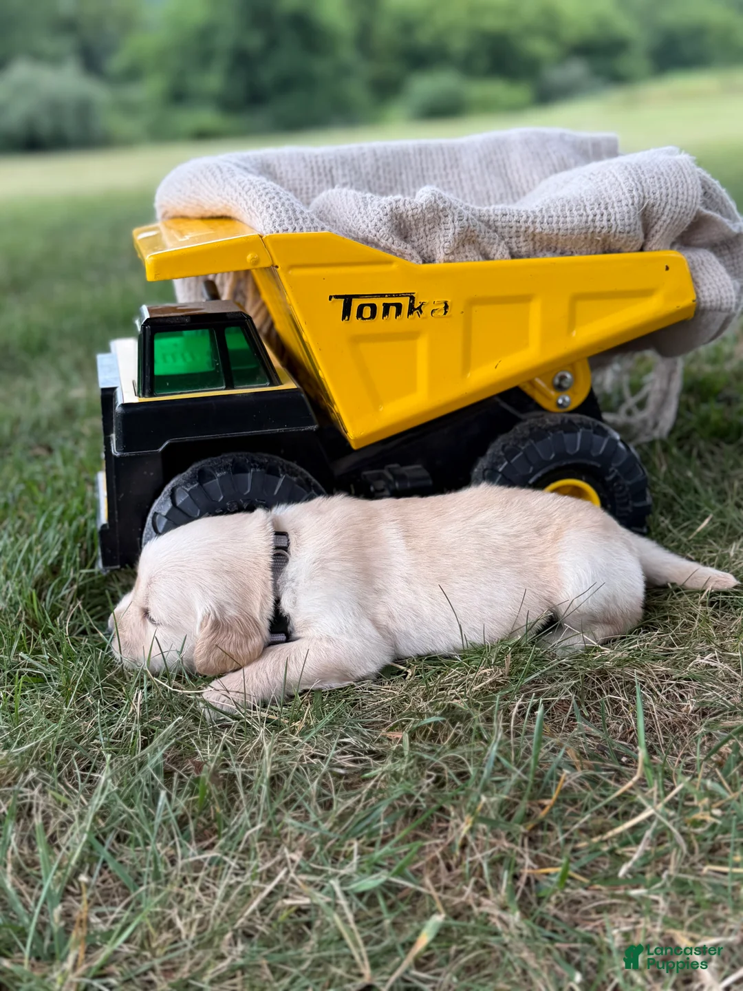 Golden Retriever dogs for sale: Lincoln - Ad 2