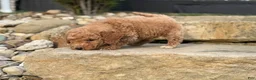 Mini Goldendoodle dogs for sale: Mini Goldendoodle (Archie) - Ad 4