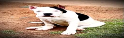 American Bully dogs for sale: American Bully Puppy 1 - Ad 23