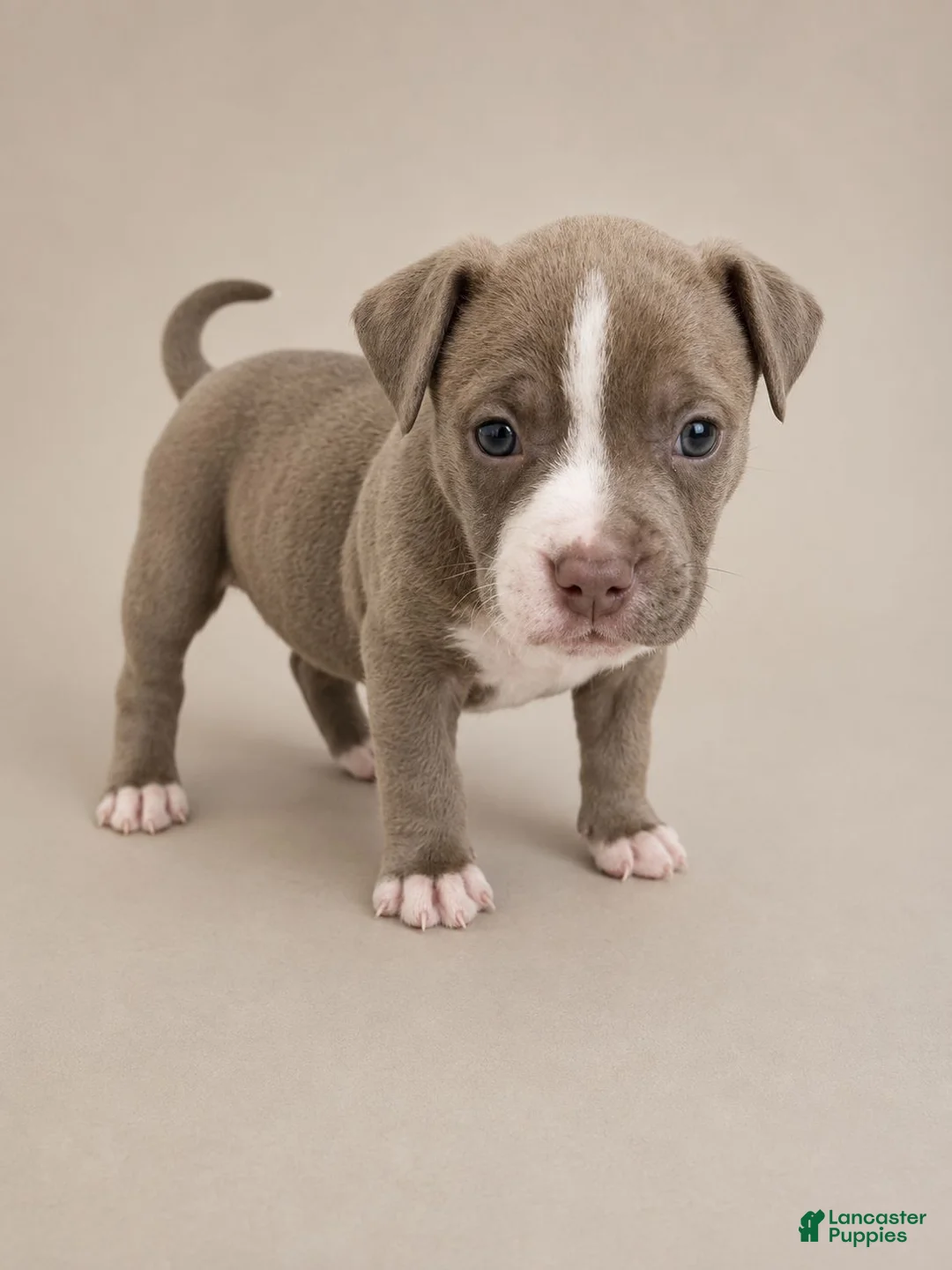 American Pit Bull Terrier dogs for sale: American Pit Bull Terrier 2 - Ad 4