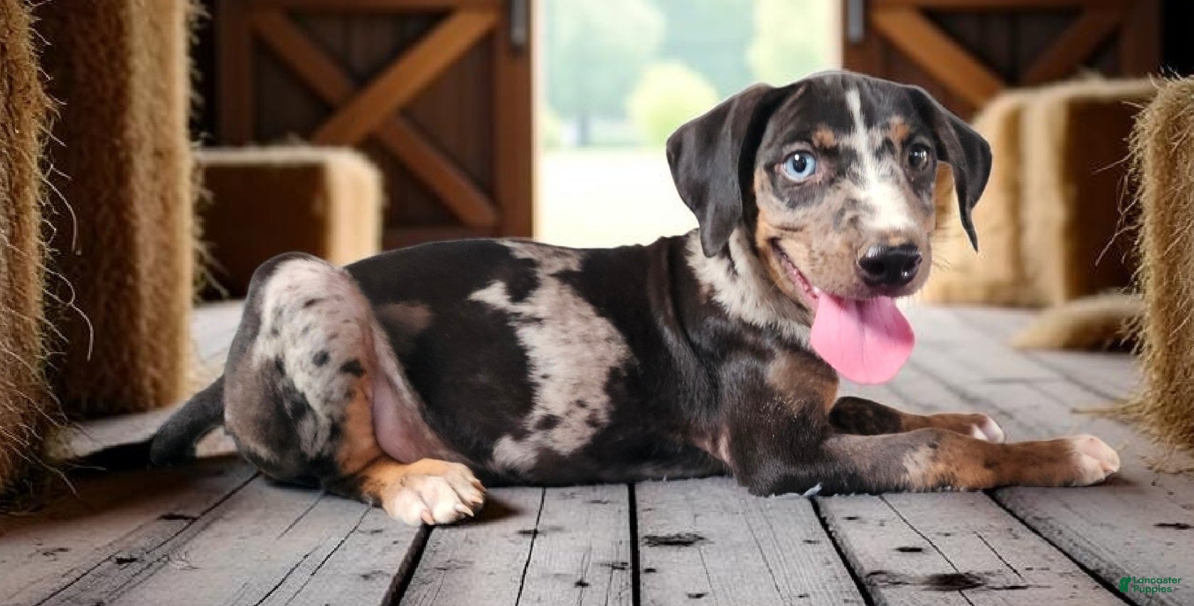 Catahoula Leopard Dog dogs Bug 2026 Male 3 - Ad 5
