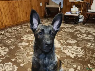 Belgian Malinois dogs Magenta - Ad 21