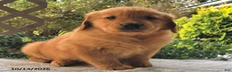 Golden Retriever dogs for sale: Hazel  - Ad 3