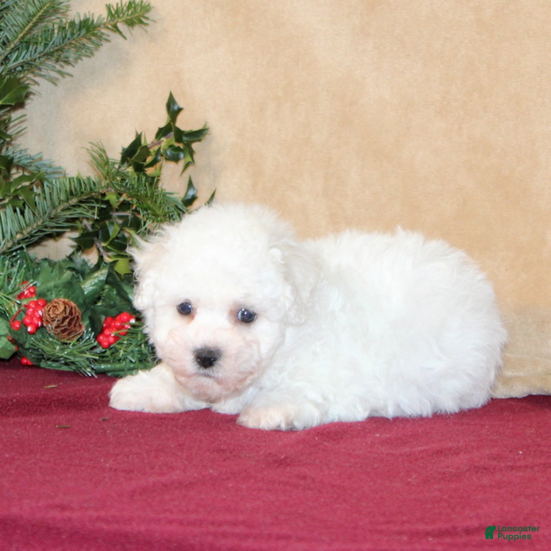 Bichon Frise dogs for sale: Daisy - Ad 4