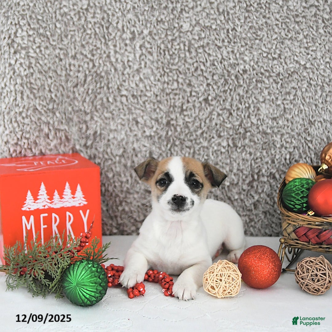 Jack Russell Terrier dogs for sale: Mikki - Ad 3