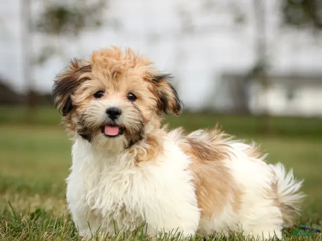 Teddy Bear dogs for sale: Chad Teddy Bear fully leash trained & crate training in progress - Ad 1