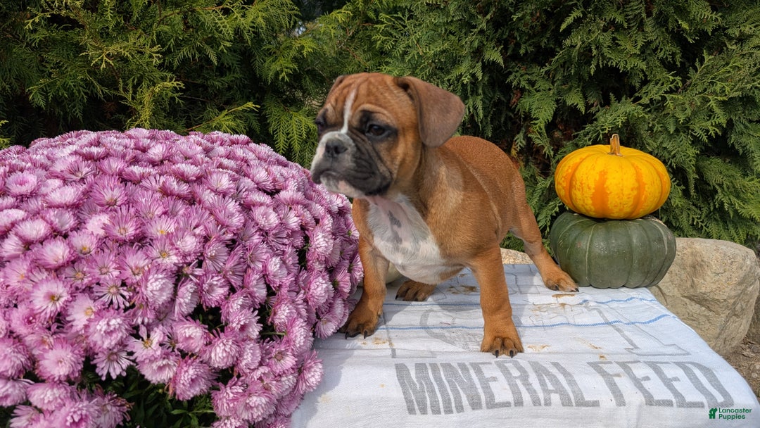 French Bulldog dogs for sale: Odin - Ad 7