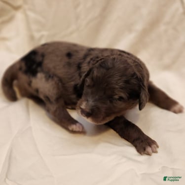 Mini Aussiedoodle dogs for sale: Daisy_Female Blue Merle - Ad 3