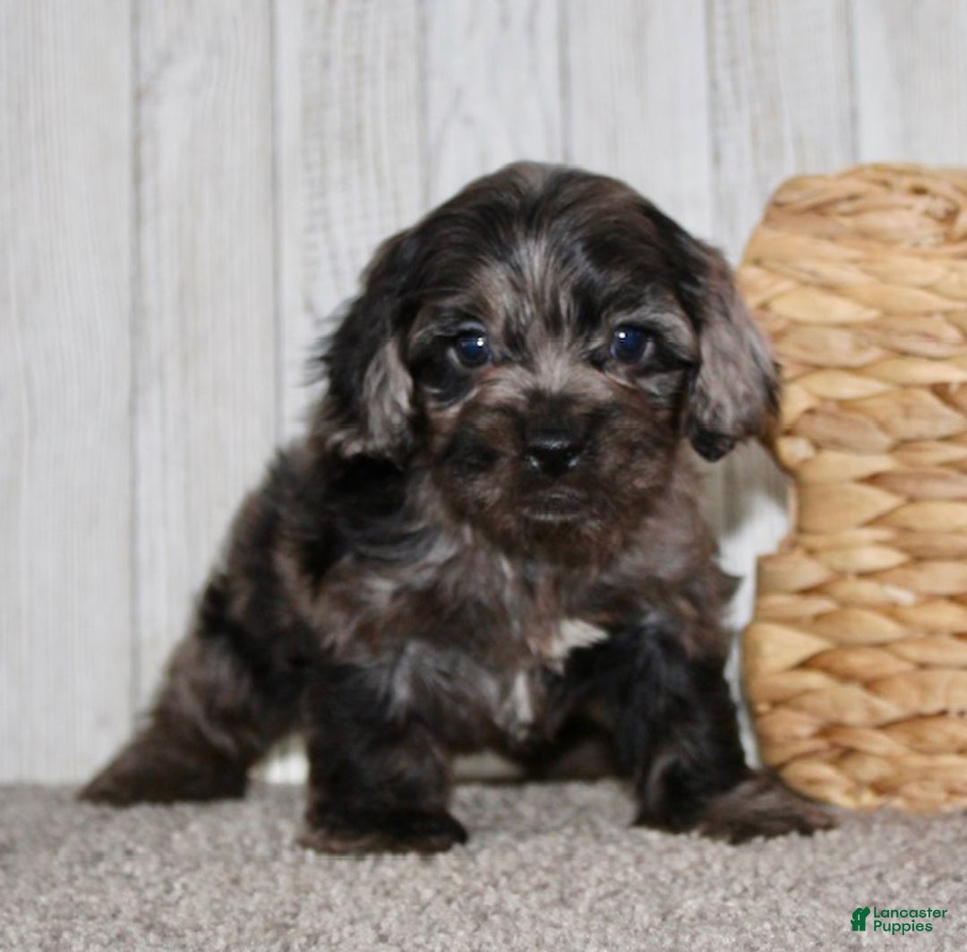 Cockapoo dogs for sale: Cain - Ad 4