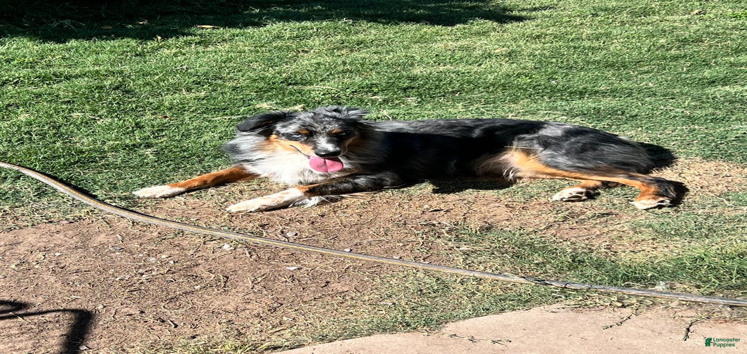 Gallery Image {{count}}