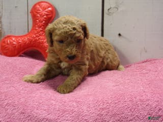 Standard Poodle dogs Ethel - Ad 16