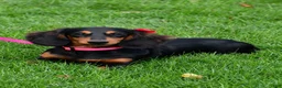 Miniature Dachshund dogs for sale: Tessa - Ad 9