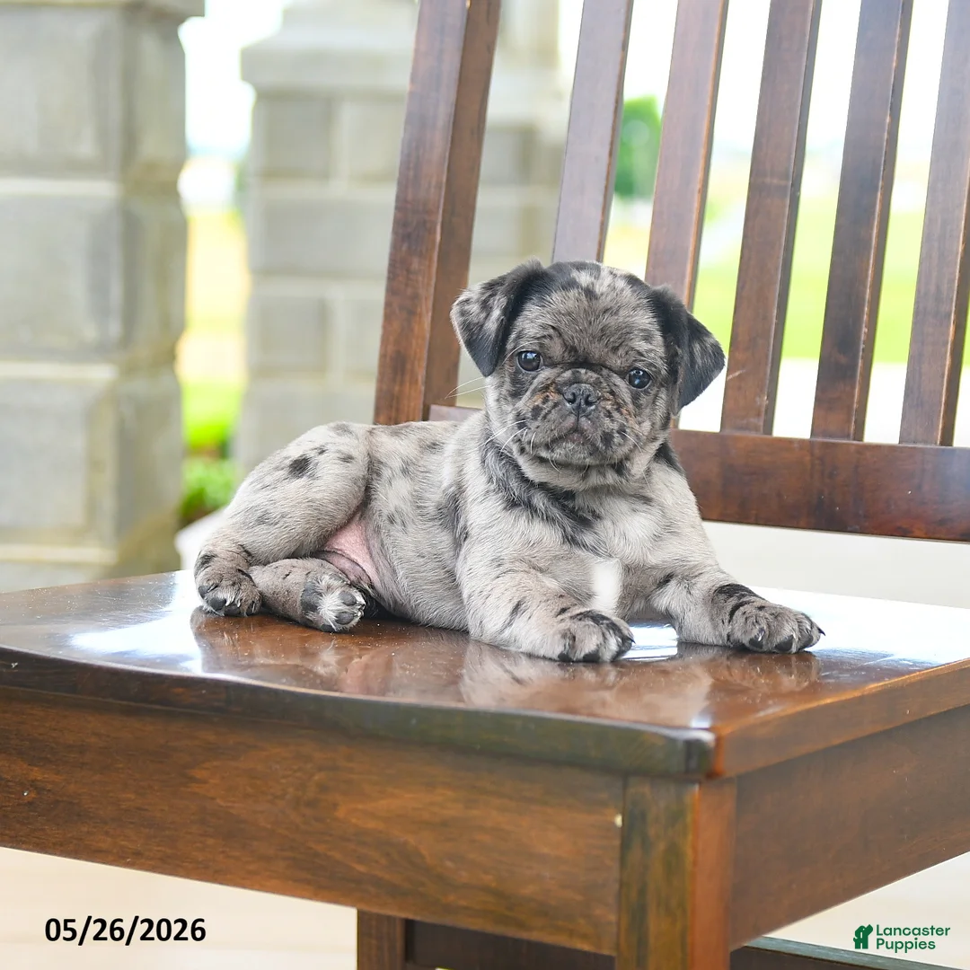 Pug dogs for sale: Frankie - Ad 5