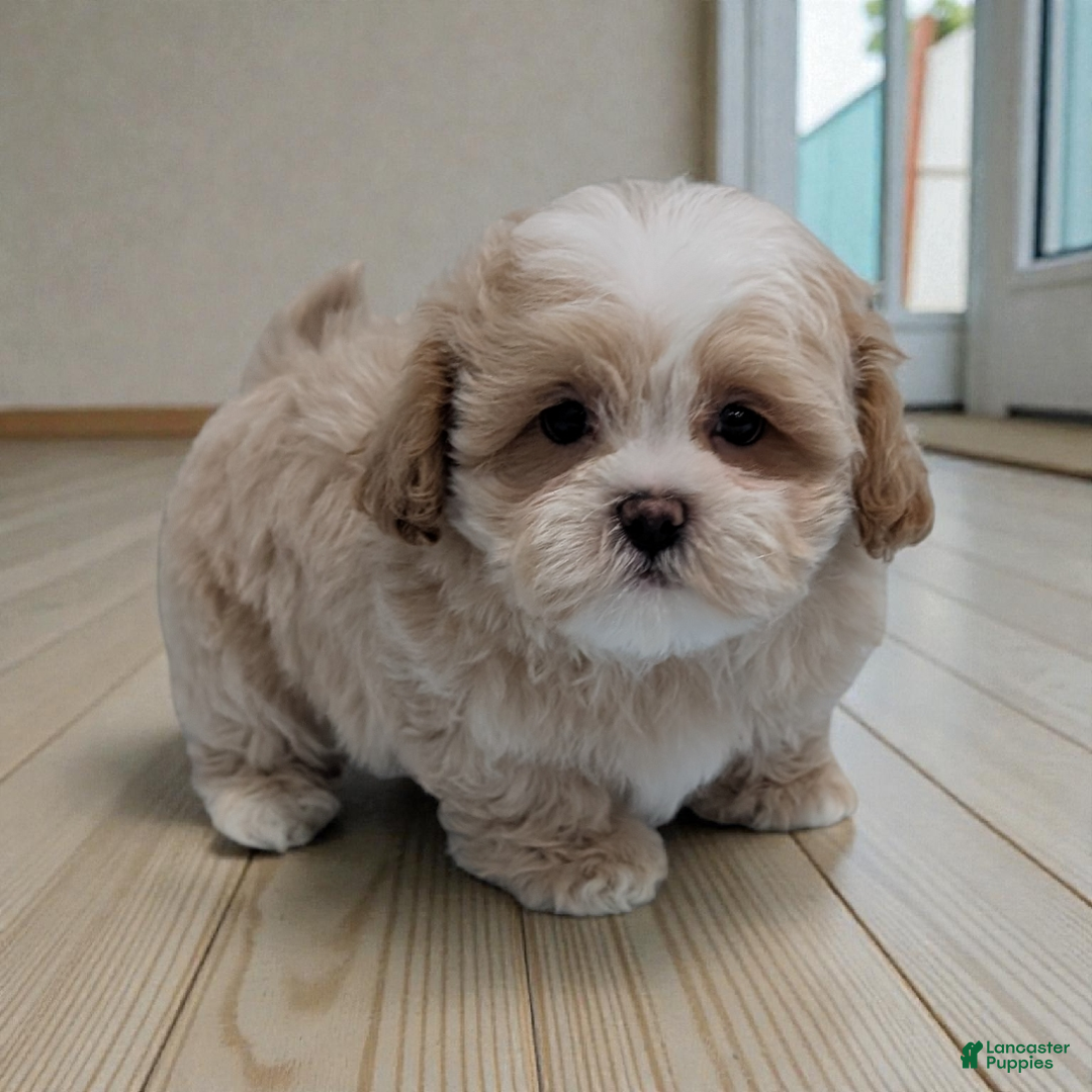 Shihpoo dogs for sale: Blake - Ad 1