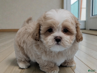 Shihpoo dogs Blake - Ad 38