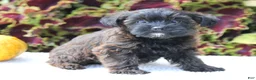 Yorkiepoo dogs for sale: Kara - Ad 6