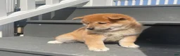 Shiba Inu dogs for sale: Simba - Ad 3