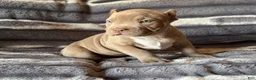 American Bully dogs for sale: Guess - Ad 3