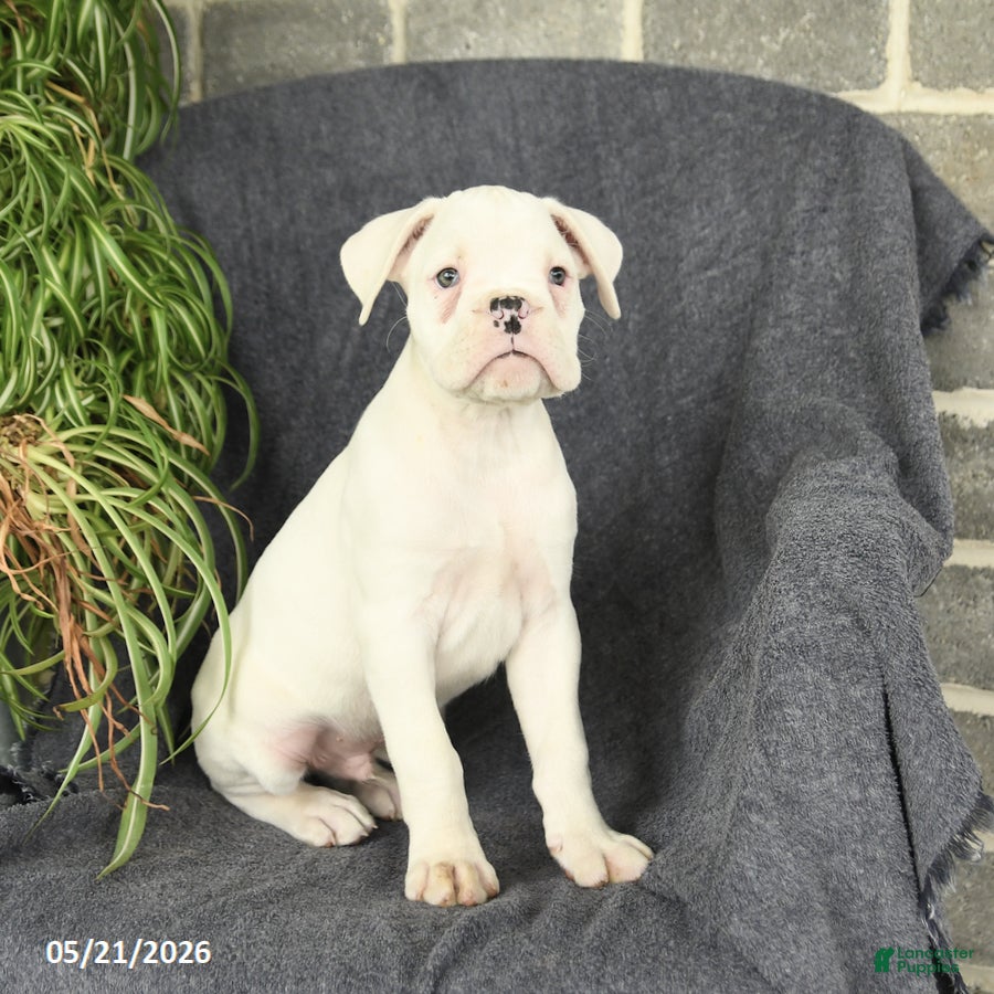 Boxer dogs Freddie - Ad 1