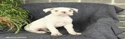 Boxer dogs for sale: Freddie - Ad 1