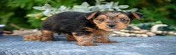 Yorkshire Terrier dogs for sale: Kendall - Ad 3