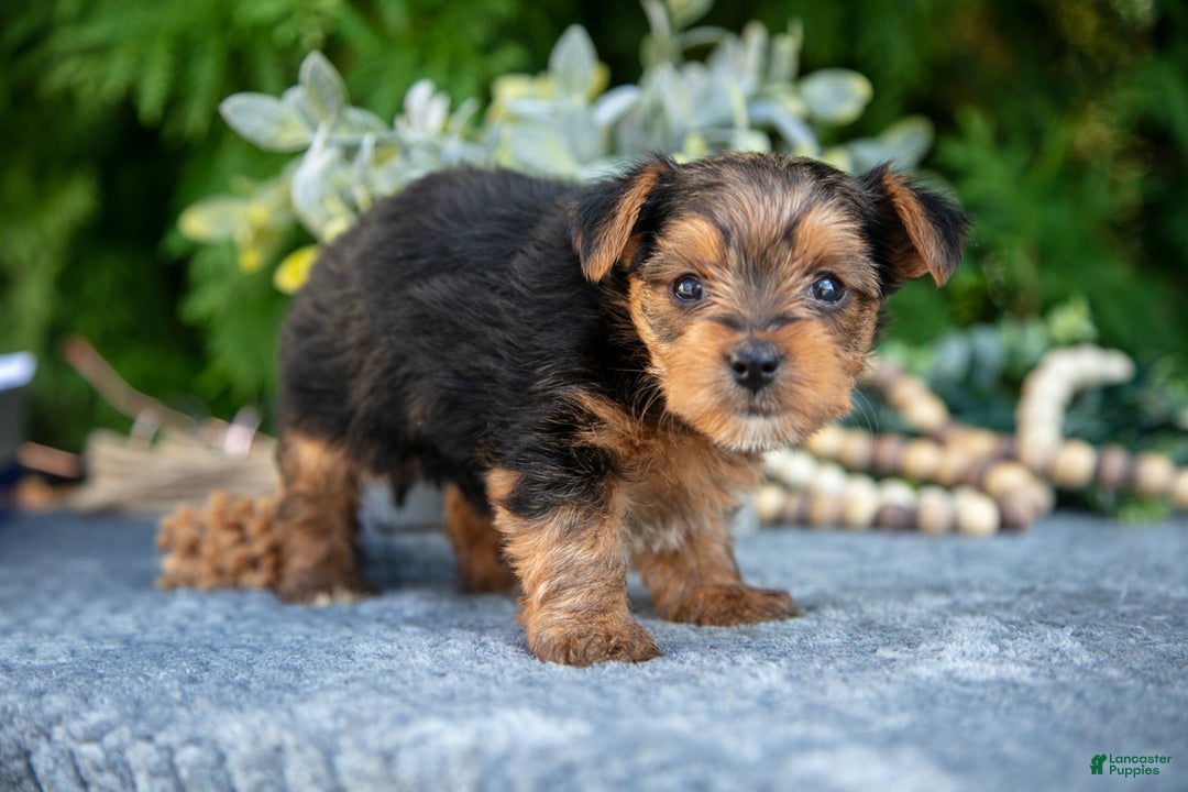 Yorkshire Terrier dogs for sale: Kendall - Ad 3