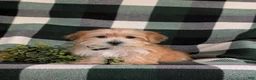 Morkie dogs for sale: Beethovan 7 lbs Full Grown - Ad 3