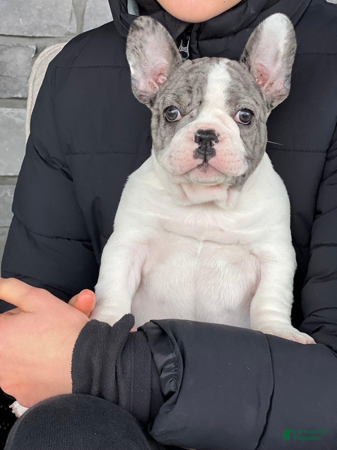French Bulldog dogs for sale: Omar - Ad 2