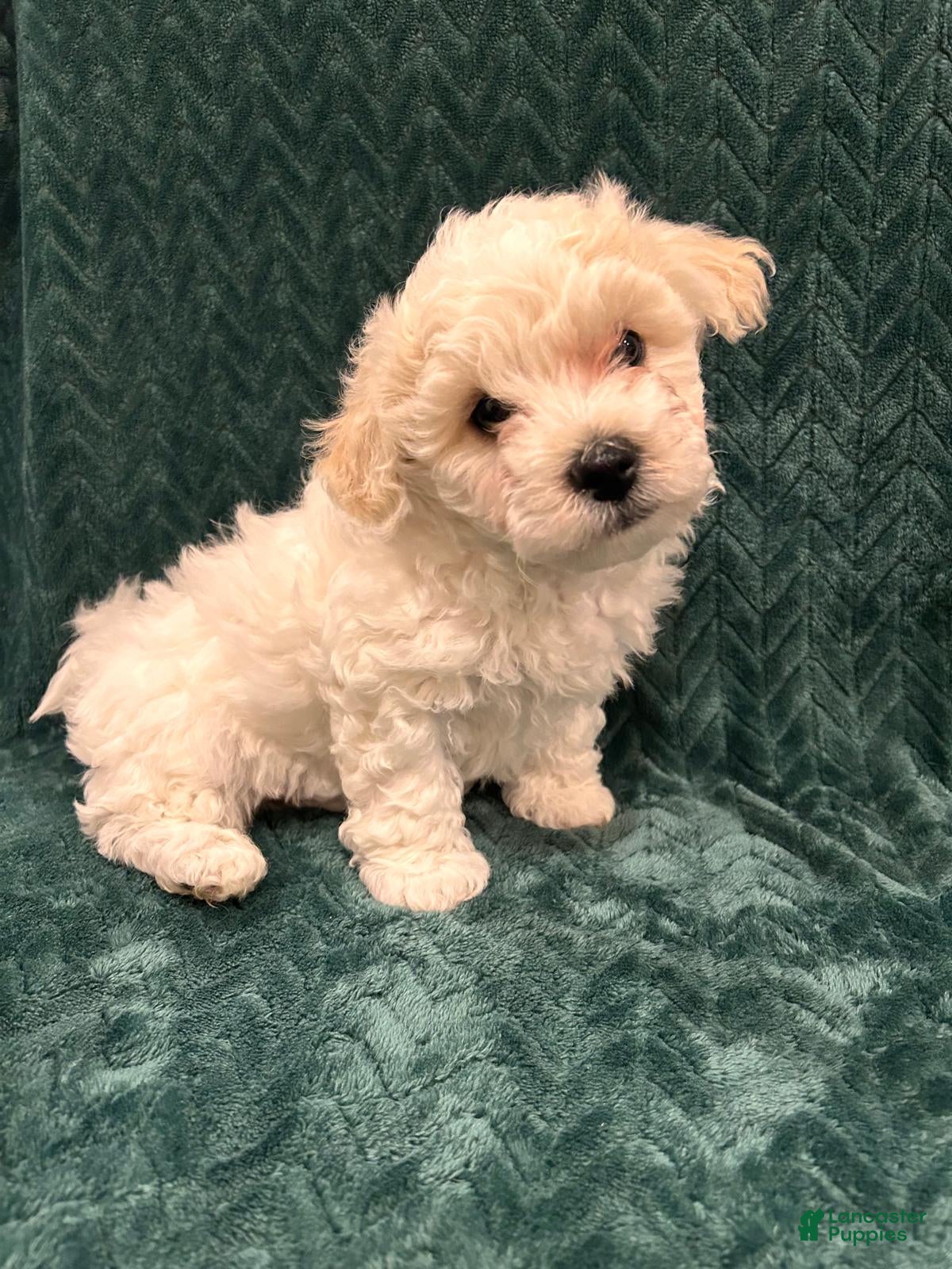 Mixed Breed dogs Frosty - Ad 26