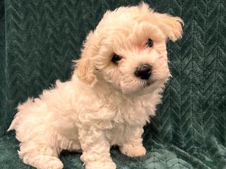 Mixed Breed dogs Frosty - Ad 38