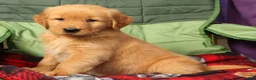 Golden Retriever dogs for sale: Olive - Ad 7