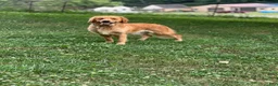 Golden Retriever dogs for sale: Luna - Ad 4