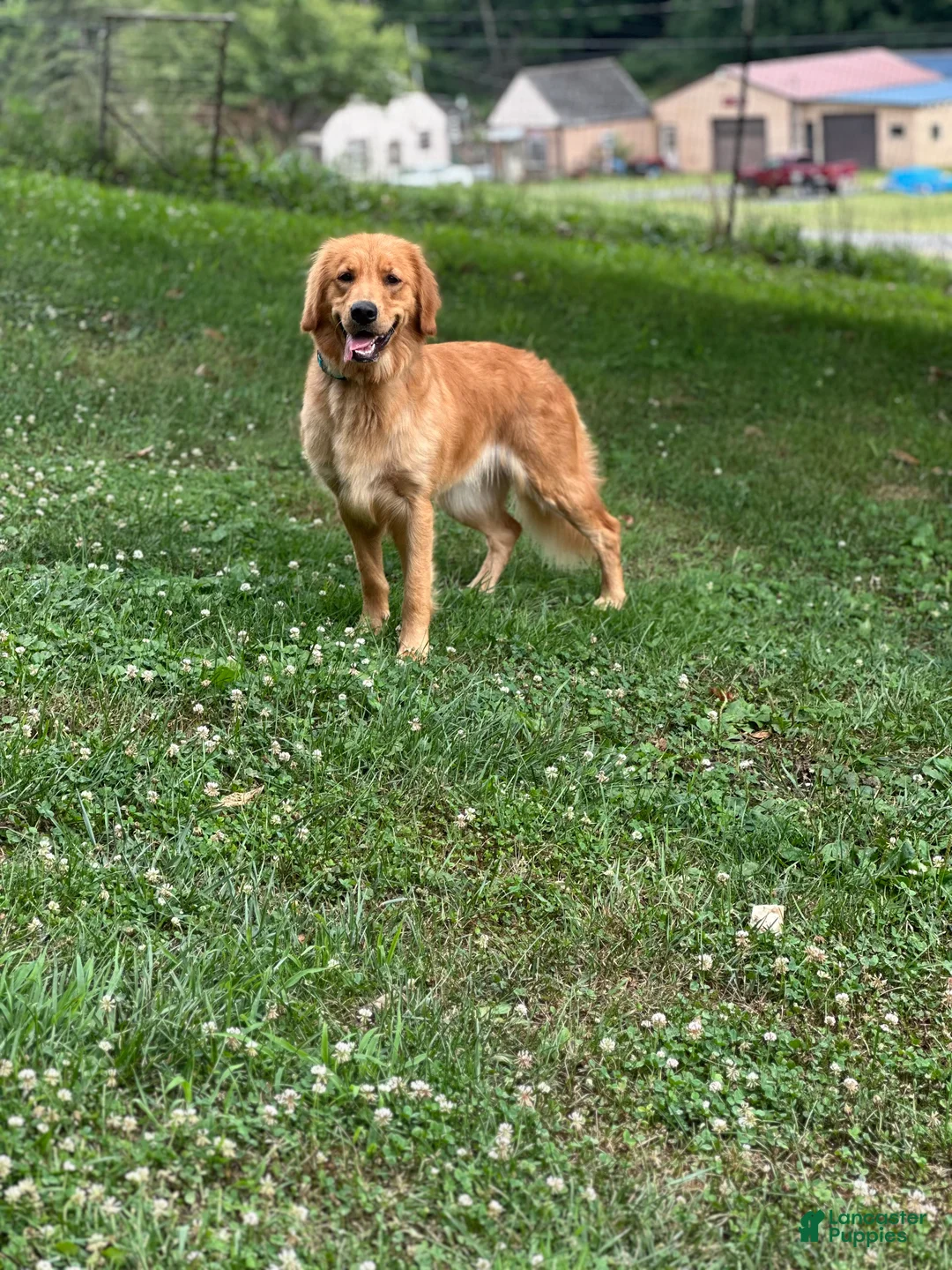 Golden Retriever dogs for sale: Luna - Ad 4