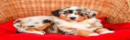 Aussiedoodle dogs for sale: Shadow Standard - Ad 6