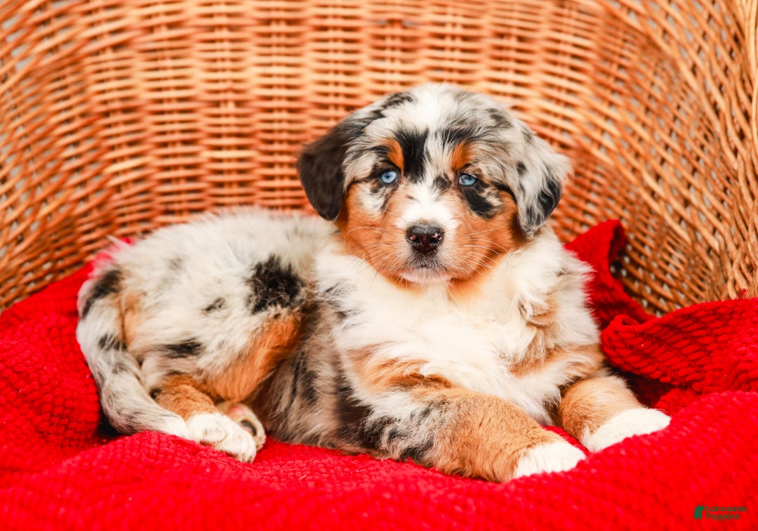 Aussiedoodle dogs for sale: Shadow Standard - Ad 6