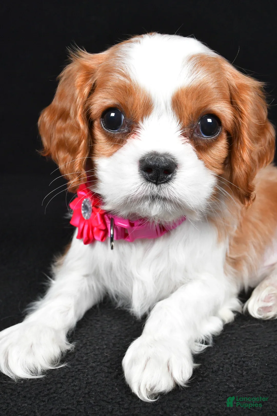 Cavalier King Charles Spaniel dogs for sale: Rose - Ad 3