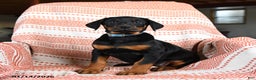 Doberman Pinscher dogs for sale: Aurora - Ad 2