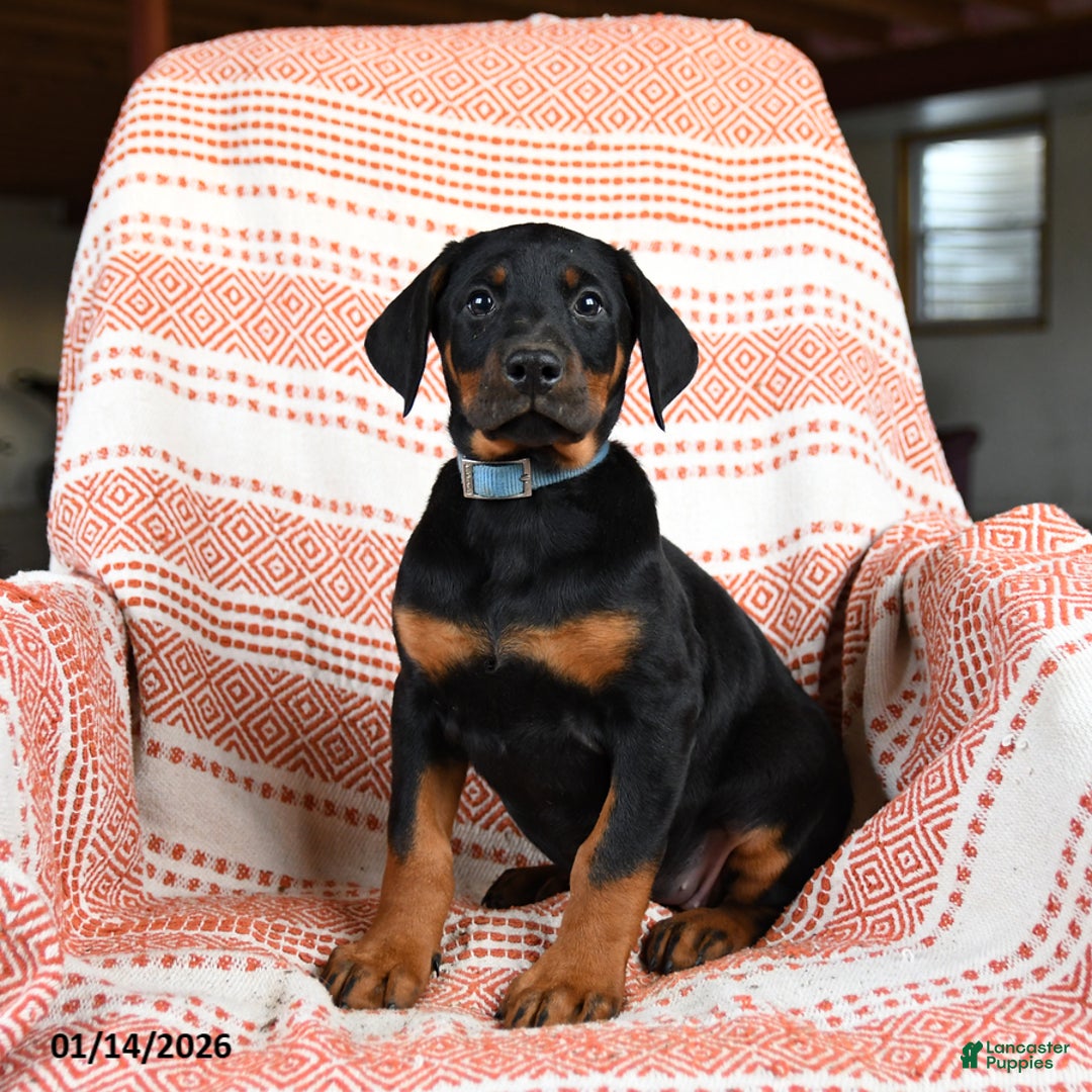 Doberman Pinscher dogs for sale: Aurora - Ad 2