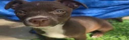 Chihuahua dogs for sale: Midnight-Chocolate  - Ad 1